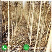 تصویر نهال صنوبر تبریزی ۴ ساله سایز ۱۲ 