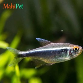 تصویر ماهی تترا نئون مشکی مولد 2 تا 4 سانتی متر 