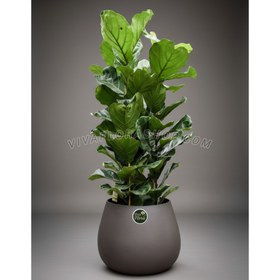 تصویر گلدان لوکس لیراتا 