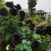 تصویر بذر رز مشکی (سیاه)بسته 5عددی 