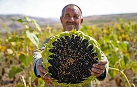 تصویر بذر تخمه آفتاب گردان اصلاح شده کاناداییS400 - ۱۰ عددی 