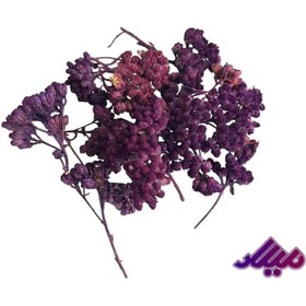 تصویر گل خشک چتری بنفش G24 