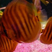 تصویر ماهی دیسکس رد رز 