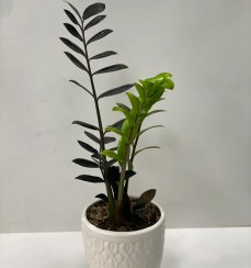 تصویر گلدان زاموفیلیا بلک 