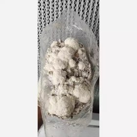 تصویر اسپان (بذر) قارچ یال شیر Hericium erinaceus 