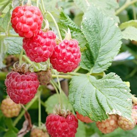 تصویر نهال رزبری قرمز Raspberry plant