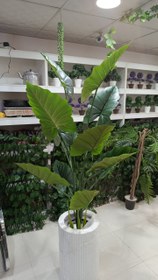 تصویر درختچه باباآدم ۱۷۰ 