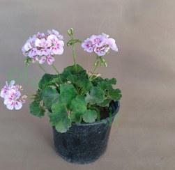 تصویر گل شمعدانی صورتی گلدان14 