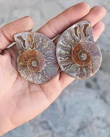 تصویر فسیل آمونیت دکوری 