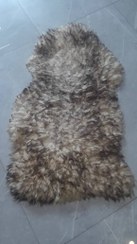 تصویر پوست گوسفند مرینوس طوسی 