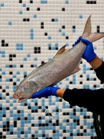 تصویر ماهی راشگو (راژگو) 