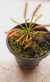 تصویر گیاه حشره خوار دروزرا کپنسیس Derosera capensis