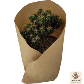 تصویر گیاه طبیعی کاکتوس کد yt9 | کد: ZNB-80S 