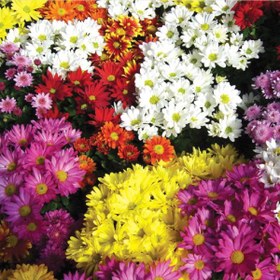 تصویر گل داوودی یک بسته 100گرم 