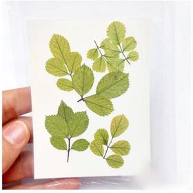 تصویر برگ خشک ساناز 