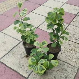 تصویر گیاه فیکوس دلتا ابلق (فیکوس مثلثی) 