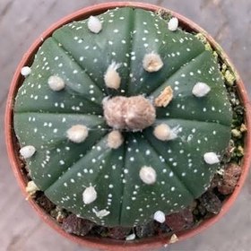 تصویر بذر آستریاس کاکتوس 