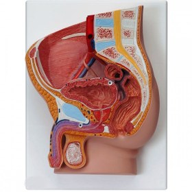 تصویر مولاژ مقطع لگن خاصره مرد ا Pelvic model of the pelvic section of man Pelvic model of the pelvic section of man
