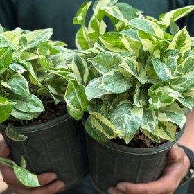 تصویر گیاه پتوس ارتشی 