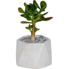 تصویر گیاه یشم 