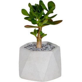 تصویر گیاه یشم 