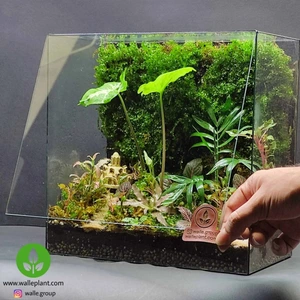 تصویر فروشگاه وال ای پلنت تهران