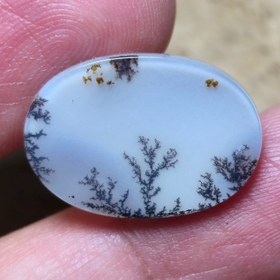 تصویر شجر قائن زیبا خاص 