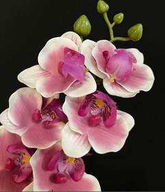 تصویر گل ارکیده مینیاتوری 