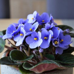 تصویر بنفشه آفریقایی (Blue light) 