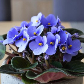 تصویر بنفشه آفریقایی (Blue light) 