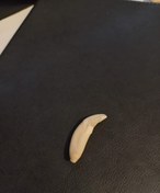 تصویر دندان گرگ اصل گیوی 