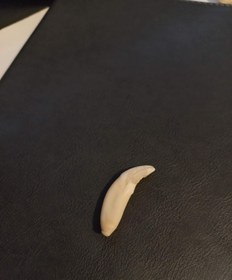 تصویر دندان گرگ اصل گیوی 