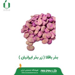 تصویر بذر باقلا ( زر بذر ایرانیان ) 