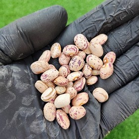 تصویر لوبیا چیتی ۱ کیلوگرم 