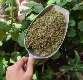 تصویر آویشن کوهی - برگ 