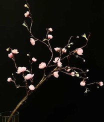 تصویر شکوفه ژاپنی ساقه بلند 