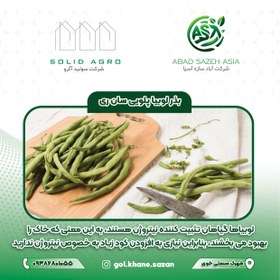 تصویر بذر لوبیا پلویی سان ری 5 گرمی آباد سازه آسیا Sun Ray Rice Bean Seeds 5 grams Abad Sazeh Asia