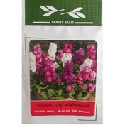 تصویر بذر گل شب بو پا بلند الوان 