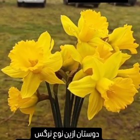 تصویر پیاز گل ژونکی کاسه درشت (یک کیلو) 