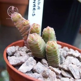 تصویر بذر ساکولنت کراسولا ستونی 10 عددی 