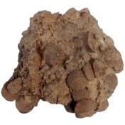 تصویر فسیل کمیاب نوموليت تجمعی با قدمت چند میلیون ساله کد 6 