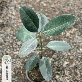 تصویر فیکوس آلتیسیما 