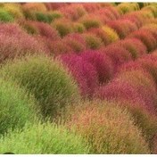 تصویر دانه جارو 