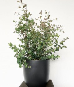 تصویر گیاه اکالیپتوس برای دکوراسیون طبیعی فضای کار 