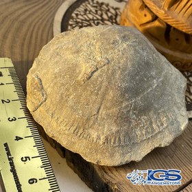 تصویر فسیل صدف کلکسیونی fossil 