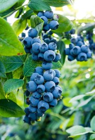 تصویر نهال بلوبری یکساله (ارقام متنوع) Blueberry plant