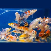 تصویر کوی باله بلند 10 سانت 