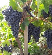 تصویر نهال انگور قرمز بی دانه 