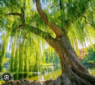 تصویر نهال بید مجنون سبز 