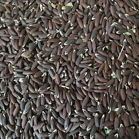 تصویر بزرک سیاه 100 گرم 